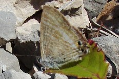 Gonodonta latimacula - Weißbindiger Bläuling (Großer Wander-Bläuling)